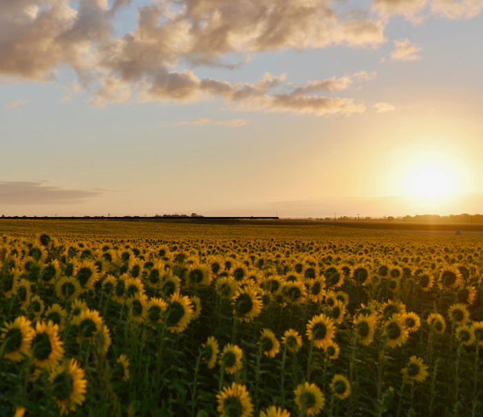 Sunflower Field 702x606